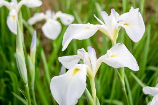あやめ発見!大松川ダムキャンプ場の芝桜園
