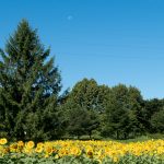 夏の終わりと秋の始まりが同居しはじめた御所湖周辺