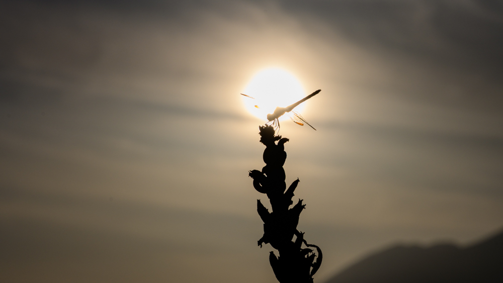 夕日の逆光でシルエットになったトンボ。岩手山に太陽がかかる前、Nikon Z7で撮影。