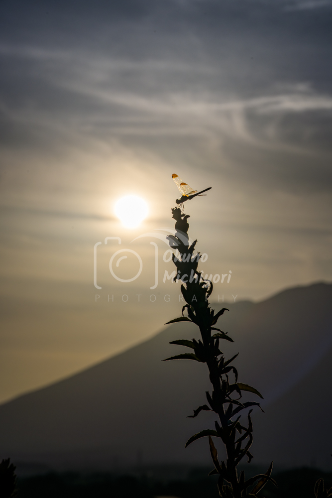 岩手山の夕日のシルエットを背景にアキアカネが植物に留まっている